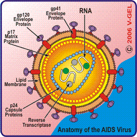 Aids Virus Cell